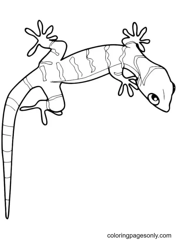 Lizard Coloring Pages 32