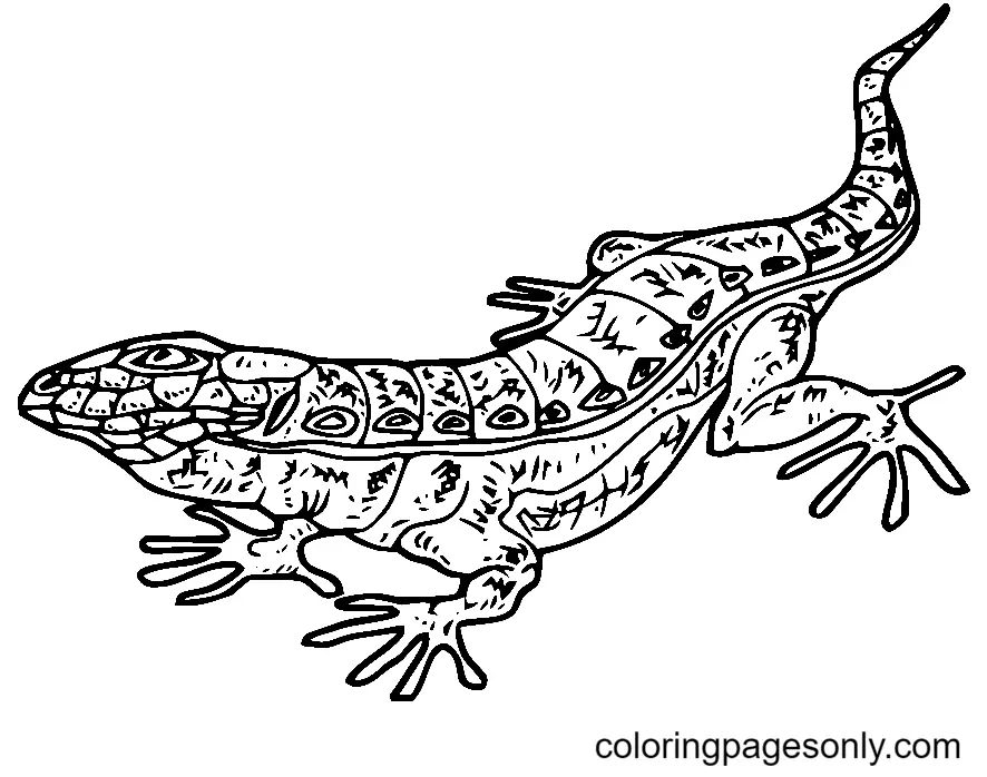 Lizard Coloring Pages 34