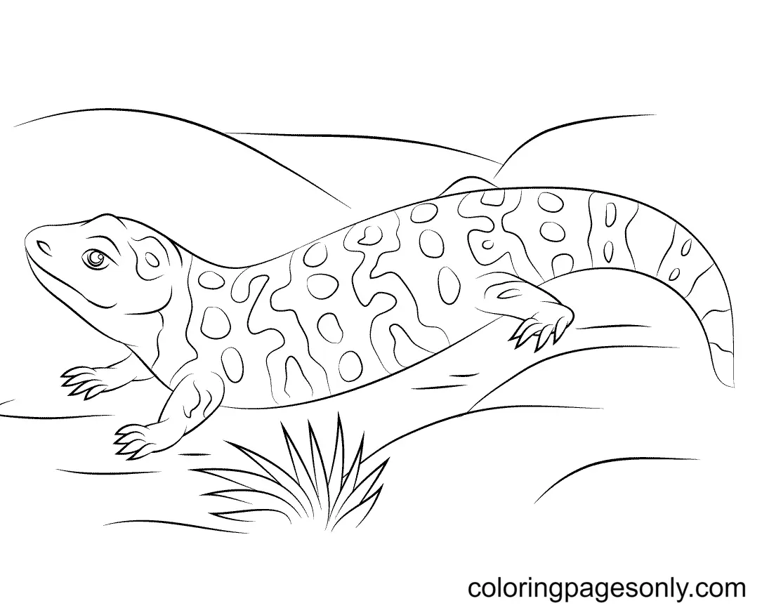 Lizard Coloring Pages 39