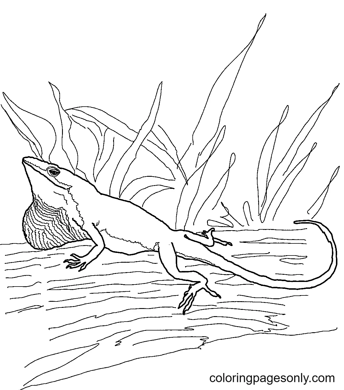 Lizard Coloring Pages 45