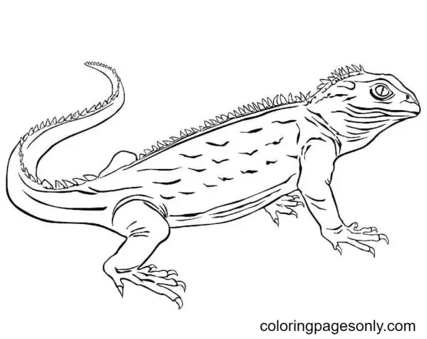 Lizard Coloring Pages 48