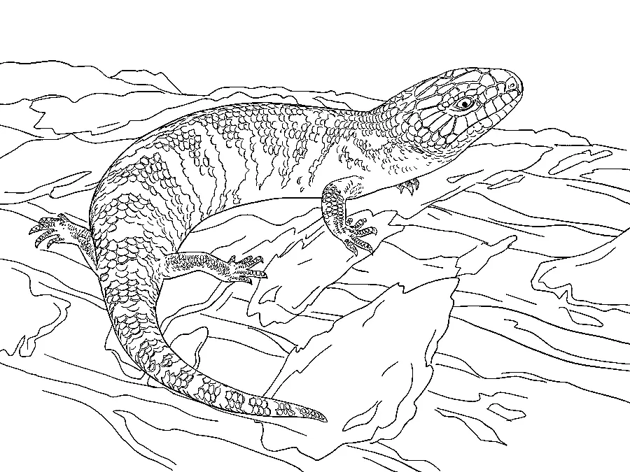 Desenhos de Lagarto Para Colorir