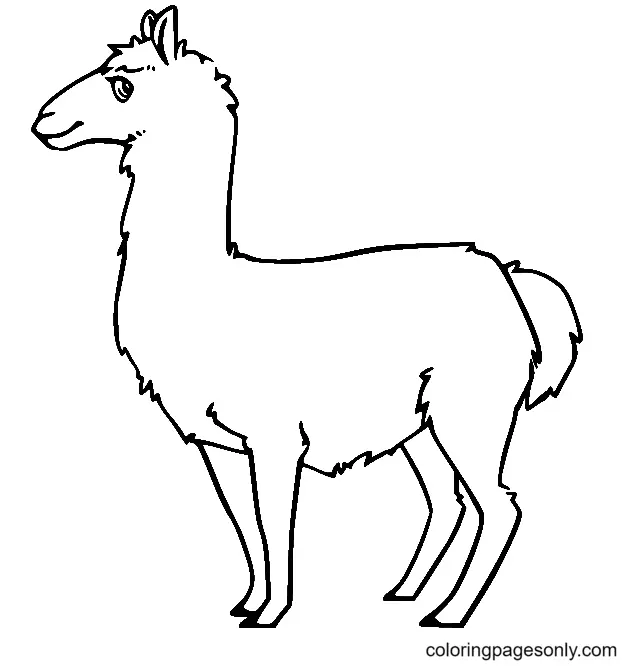 Llama Coloring Pages 45