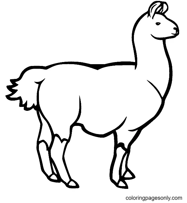 Llamas Para Colorear 49