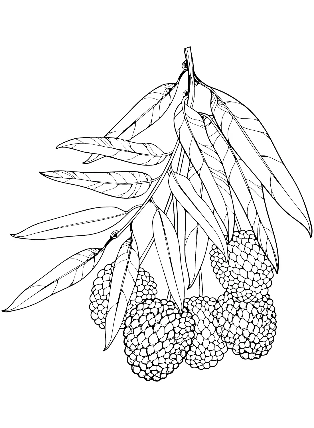 Lychee Coloring Pages 11