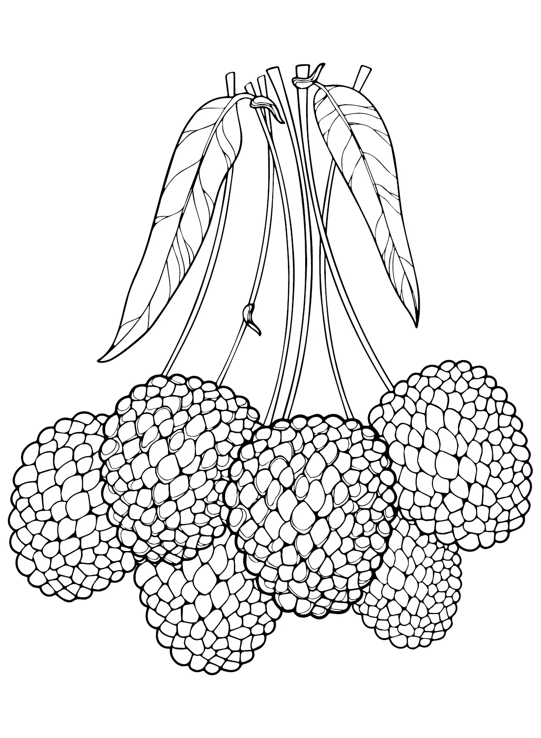 Lychee Coloring Pages 18