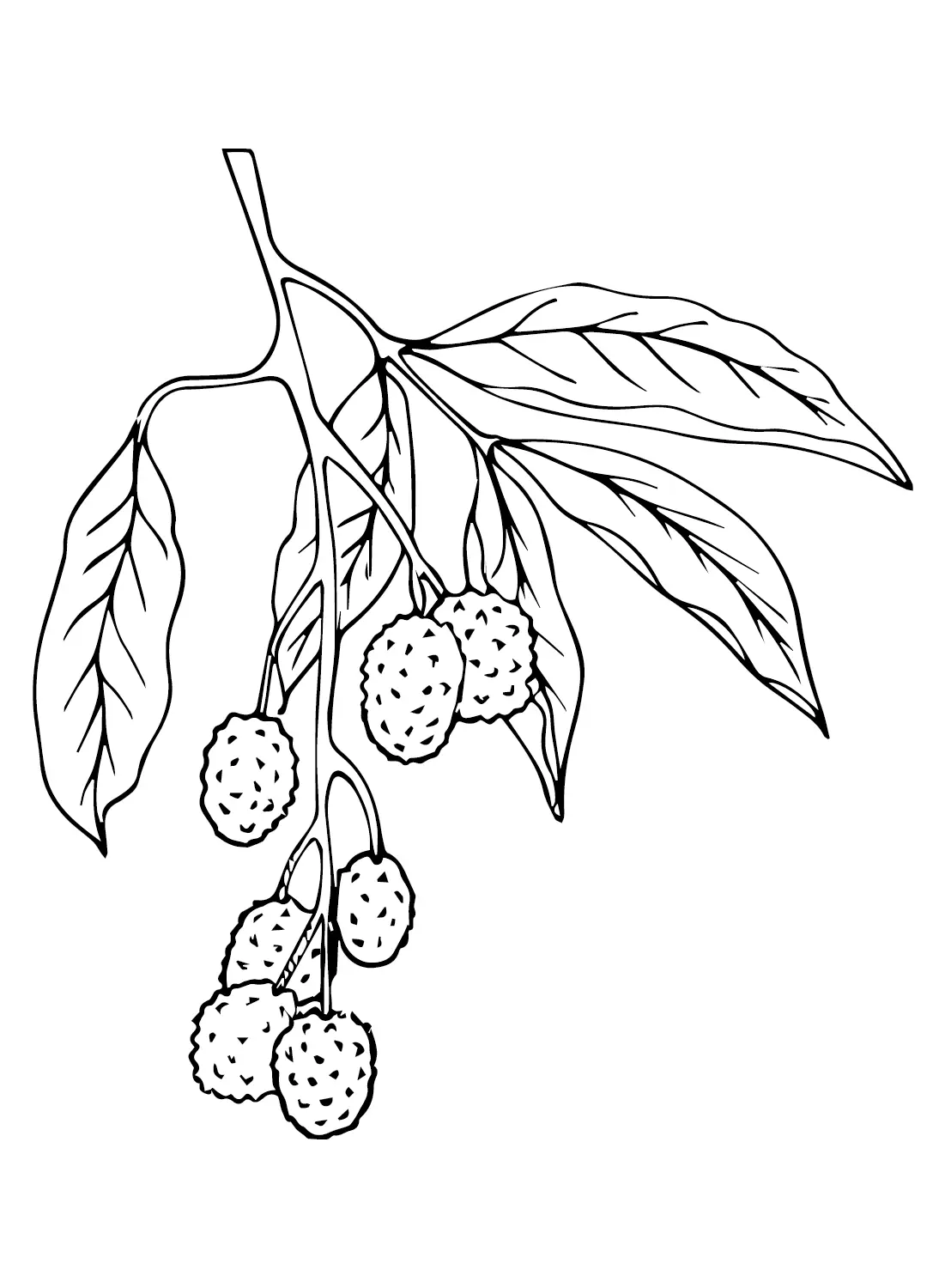 Lychee Coloring Pages 6