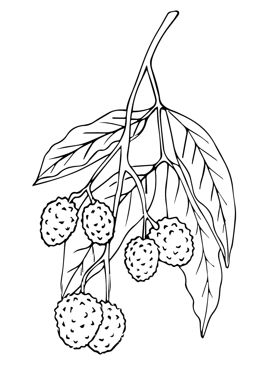 Lychee Coloring Pages 7