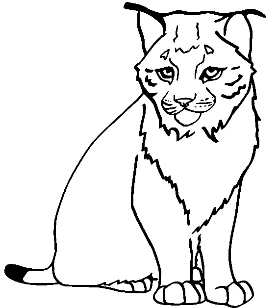 Desenhos de Lince Para Colorir 1