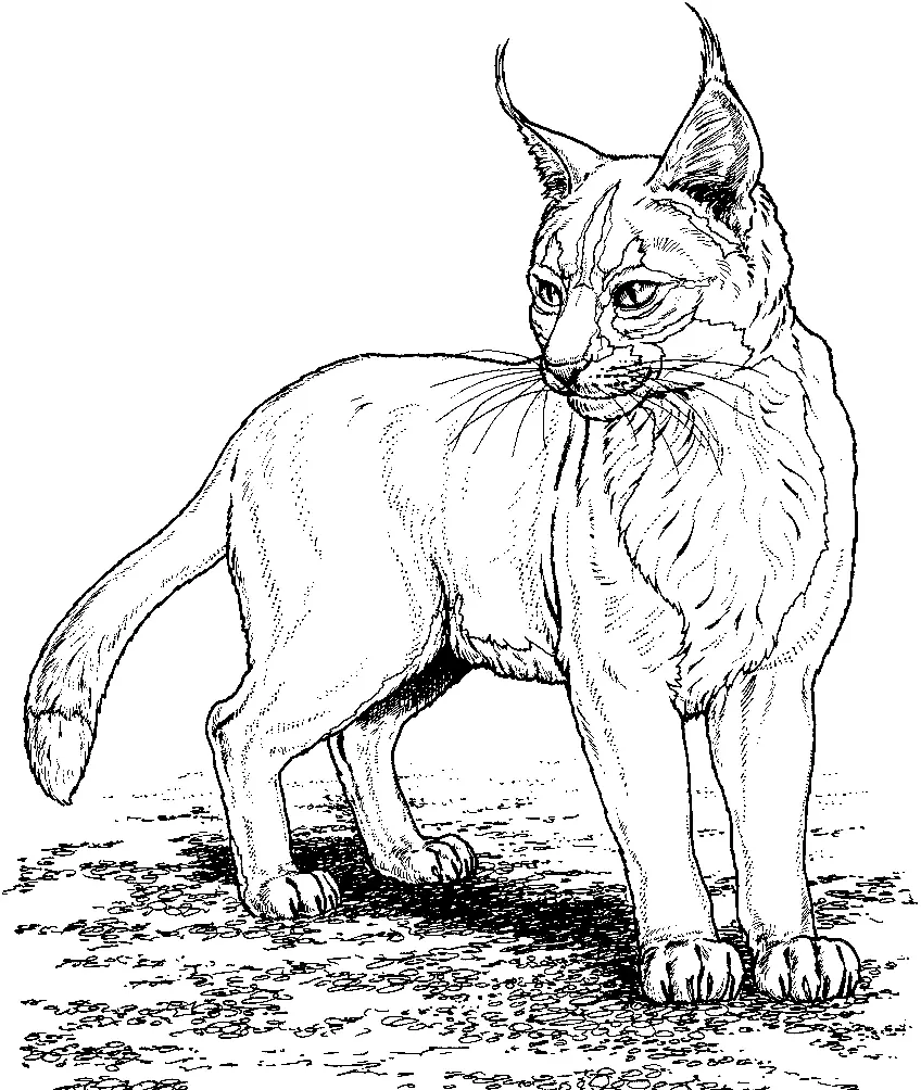 Desenhos de Lince Para Colorir 11