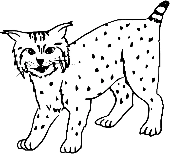 Desenhos de Lince Para Colorir 12