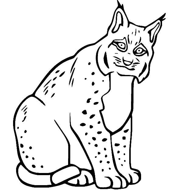 Desenhos de Lince Para Colorir 13