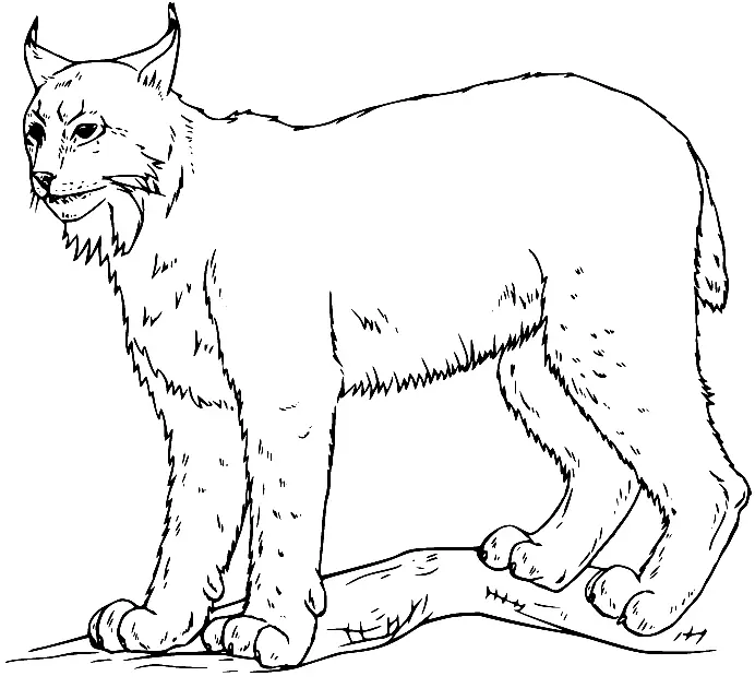 Desenhos de Lince Para Colorir 15