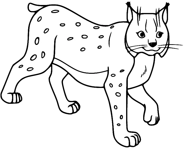 Desenhos de Lince Para Colorir 16