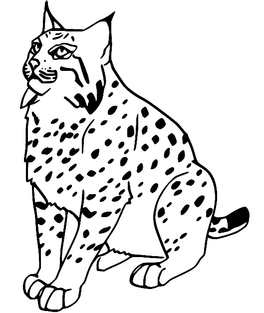 Desenhos de Lince Para Colorir 17