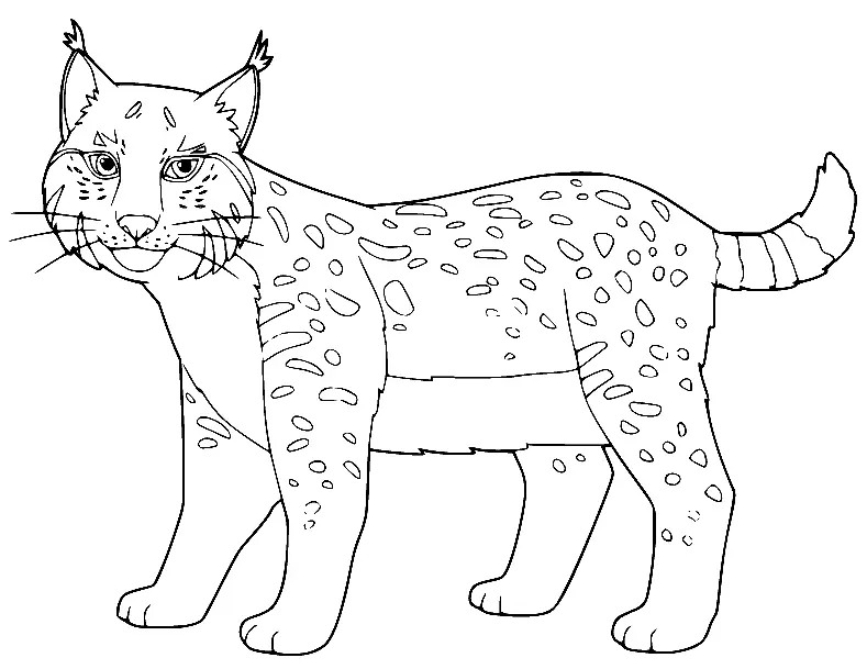 Desenhos de Lince Para Colorir 19