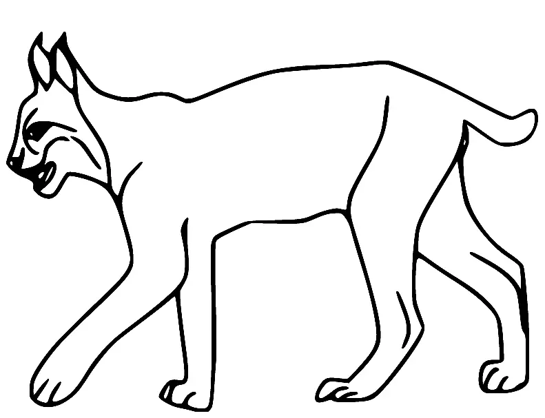 Desenhos de Lince Para Colorir 21