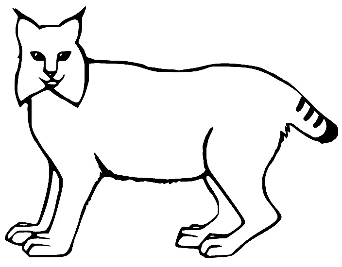 Desenhos de Lince Para Colorir 22