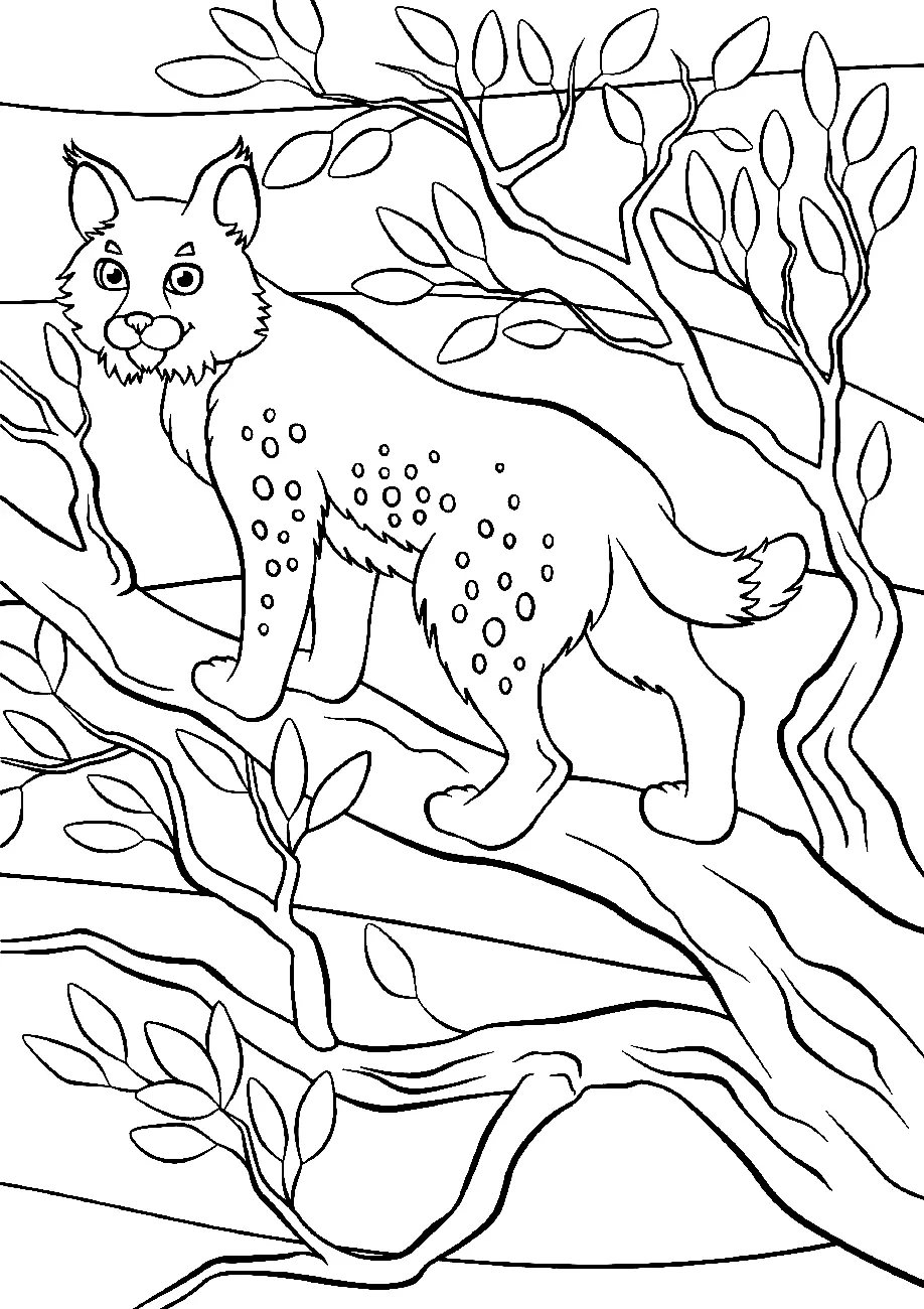 Desenhos de Lince Para Colorir 23