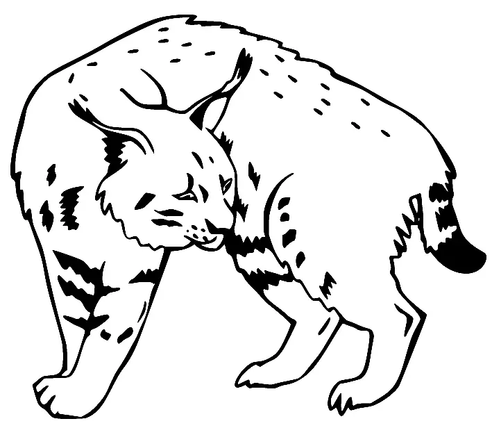 Desenhos de Lince Para Colorir 24