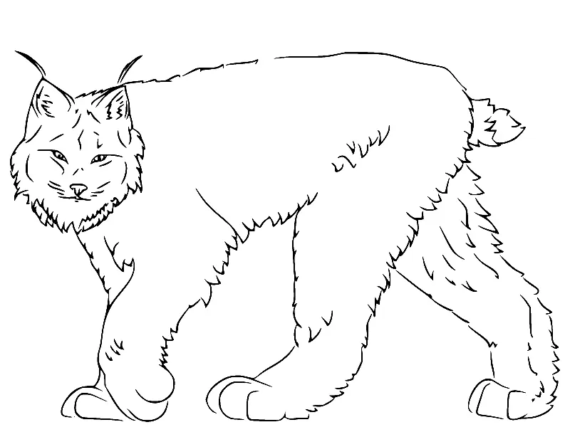 Desenhos de Lince Para Colorir 28