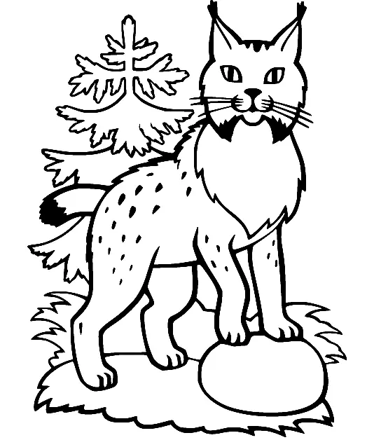 Desenhos de Lince Para Colorir 30