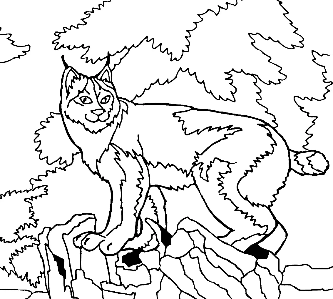 Desenhos de Lince Para Colorir 32