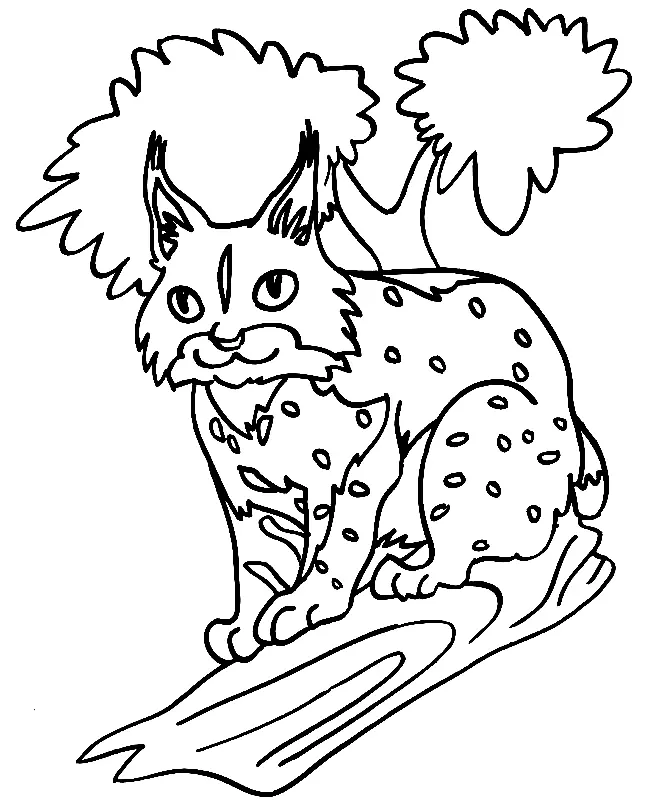 Desenhos de Lince Para Colorir 33