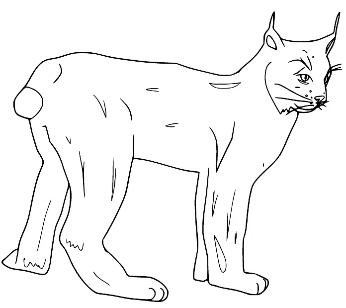 Desenhos de Lince Para Colorir 34