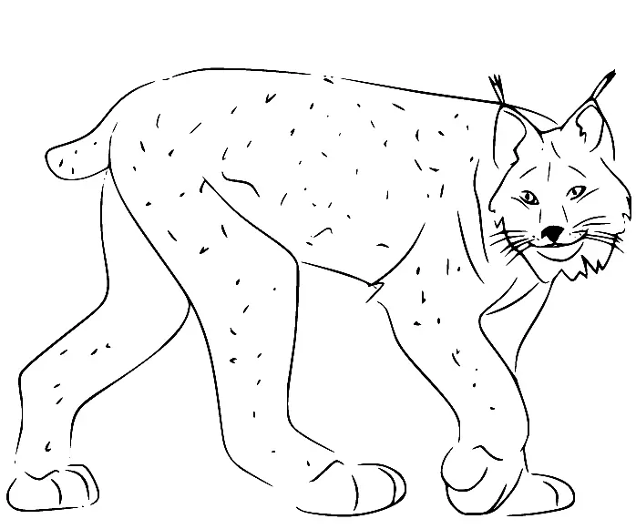 Desenhos de Lince Para Colorir 35