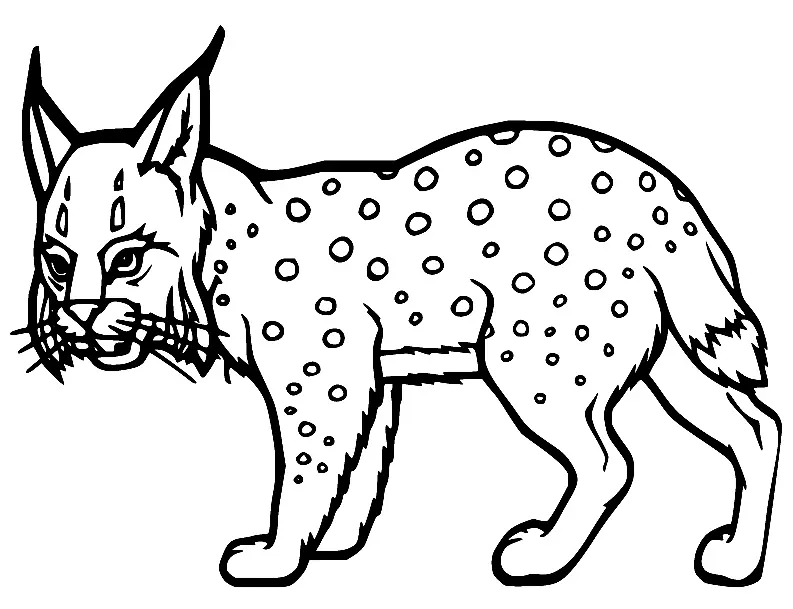 Desenhos de Lince Para Colorir 38