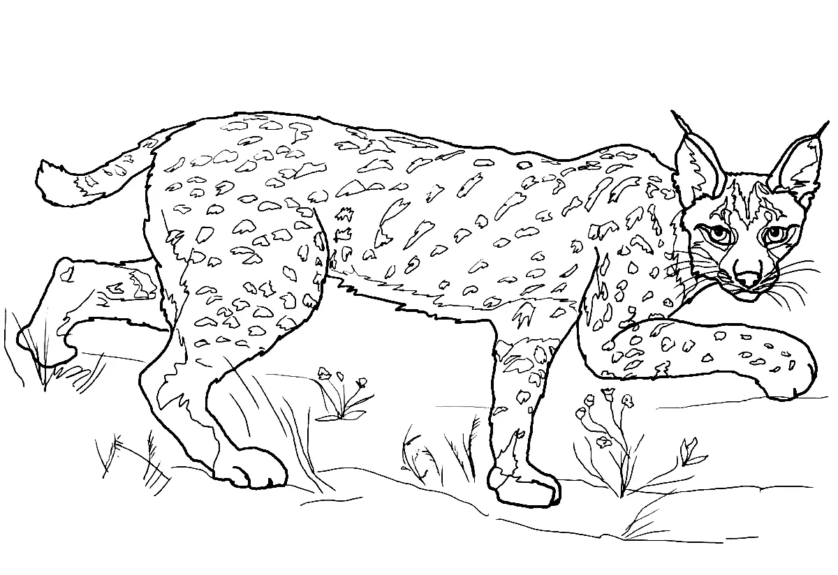 Desenhos de Lince Para Colorir 39