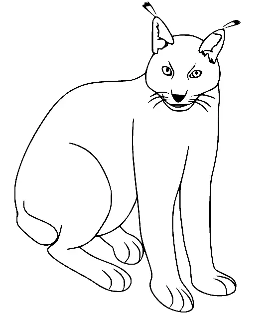 Desenhos de Lince Para Colorir 40