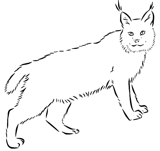 Desenhos de Lince Para Colorir 41