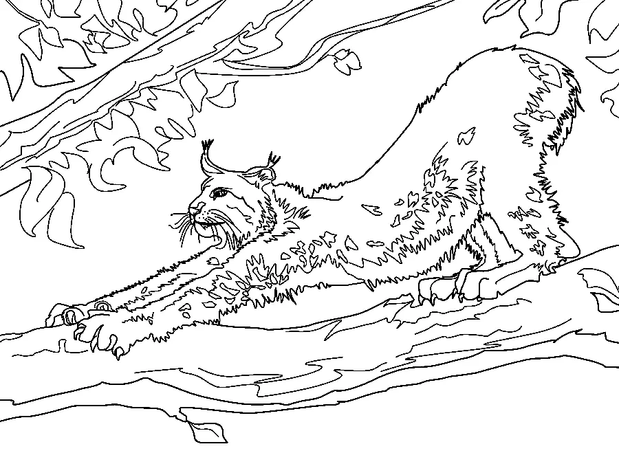 Desenhos de Lince Para Colorir 44