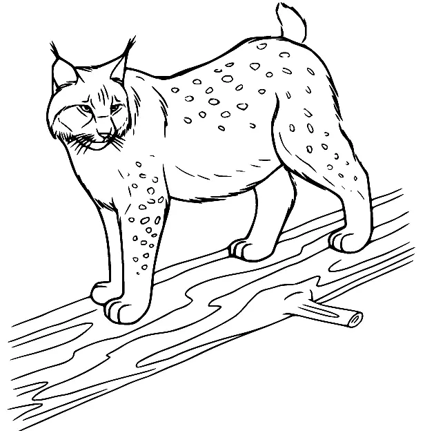 Desenhos de Lince Para Colorir 5