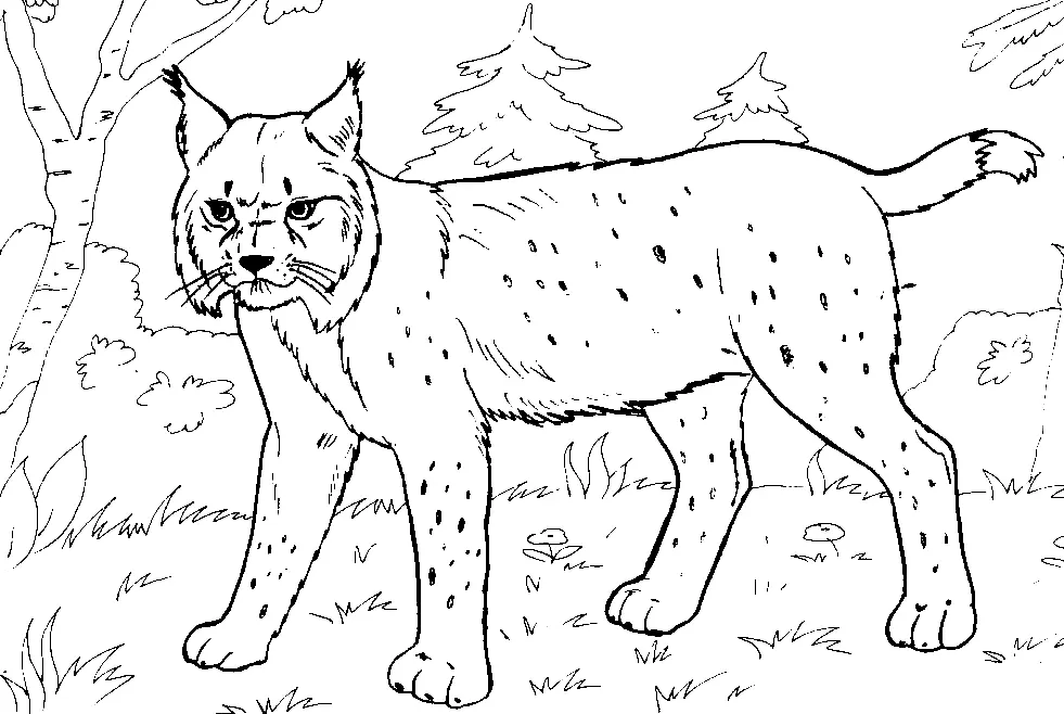 Desenhos de Lince Para Colorir 8