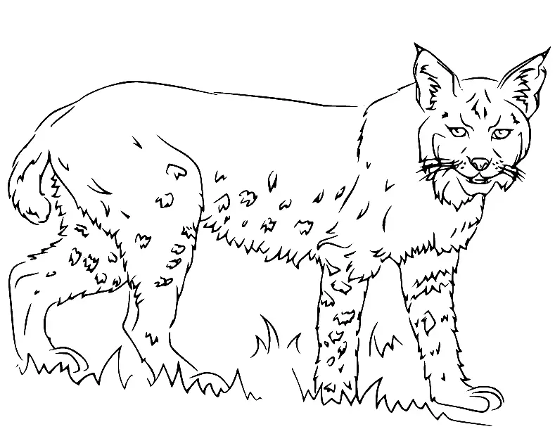 Desenhos de Lince Para Colorir 9