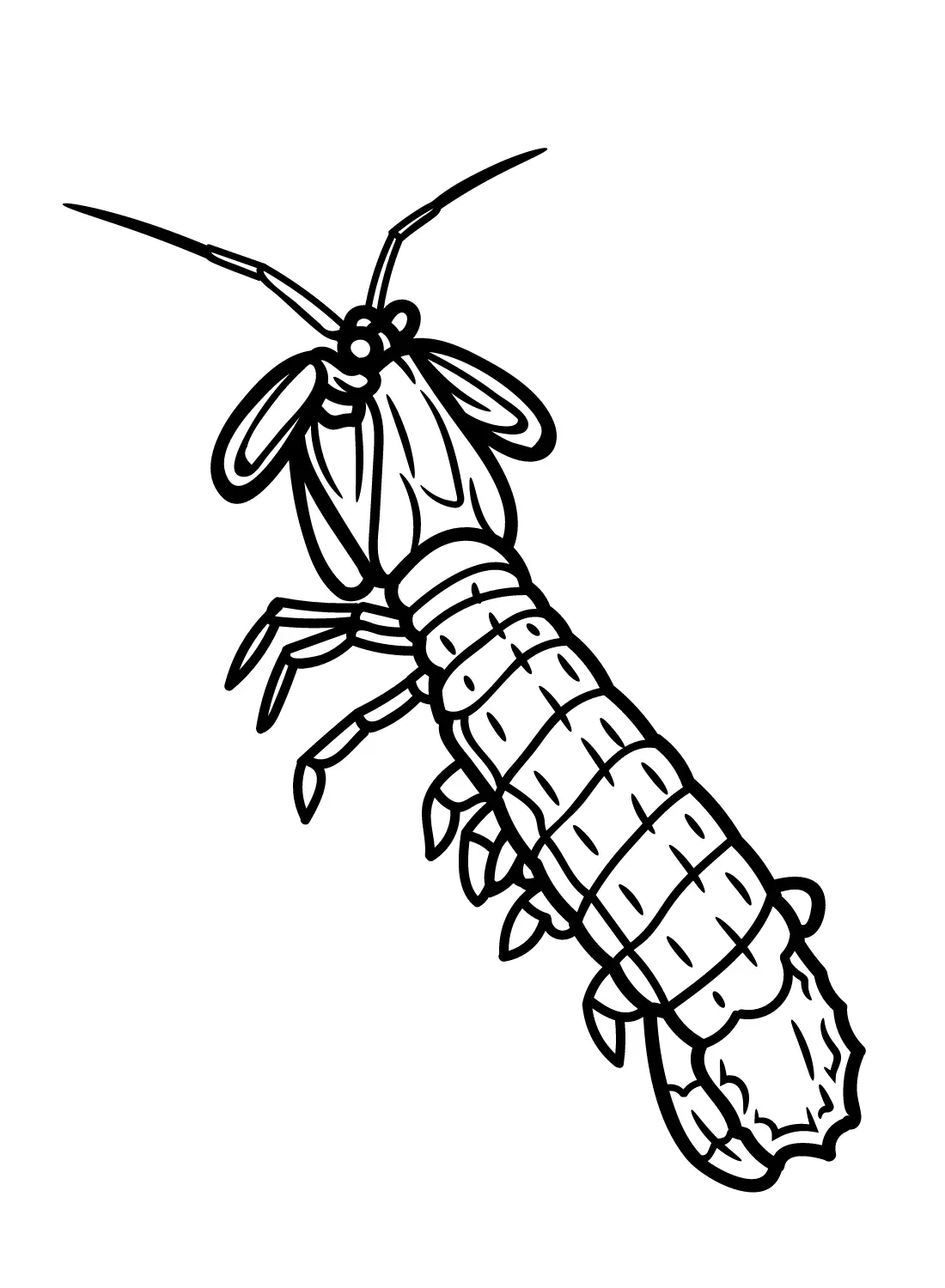 Mantis Shrimp Coloring Pages 4