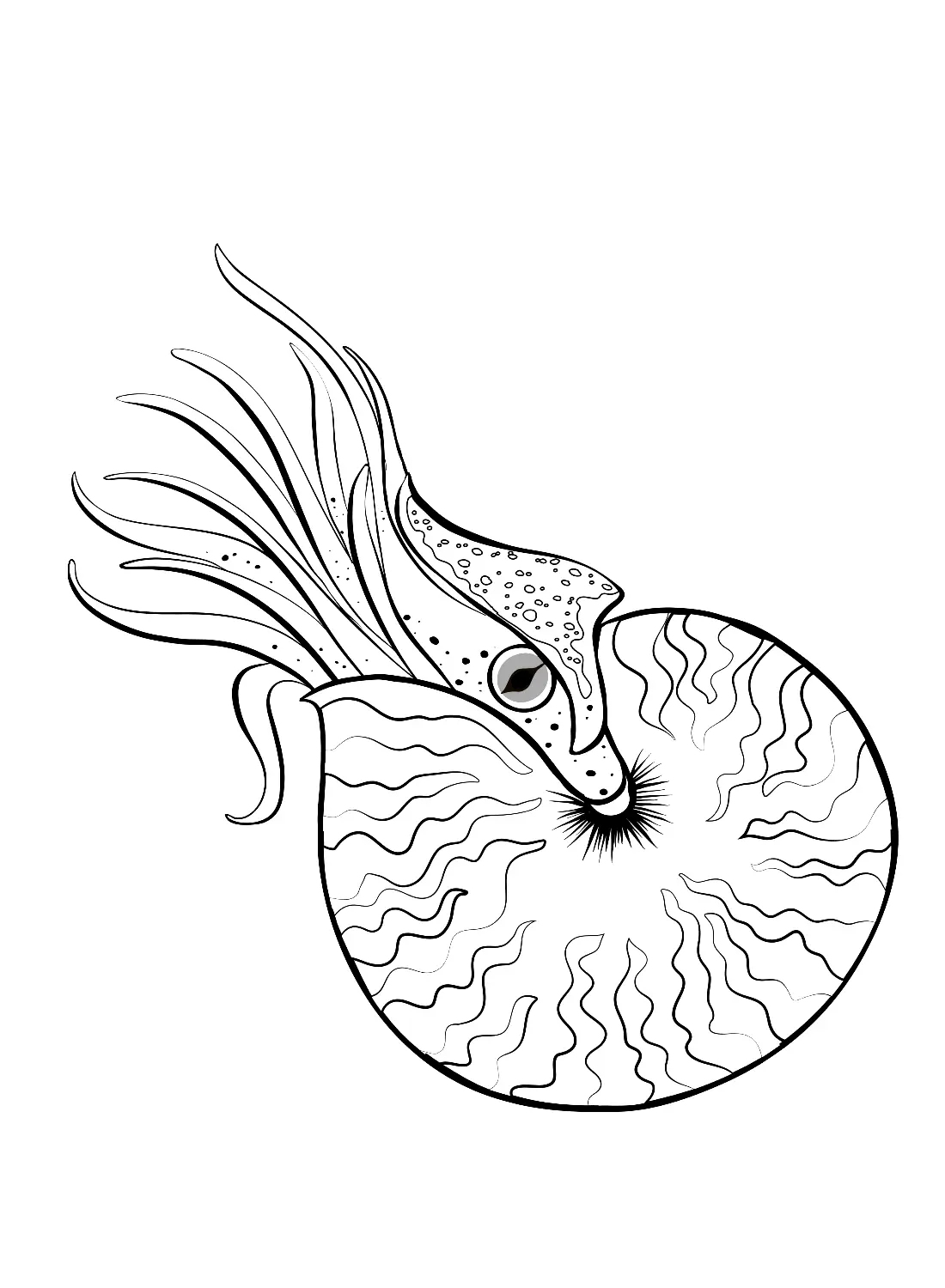 Desenhos de Nautilus Para Colorir 3