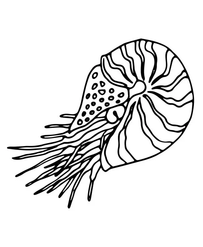 Nautilus Para Colorear 8