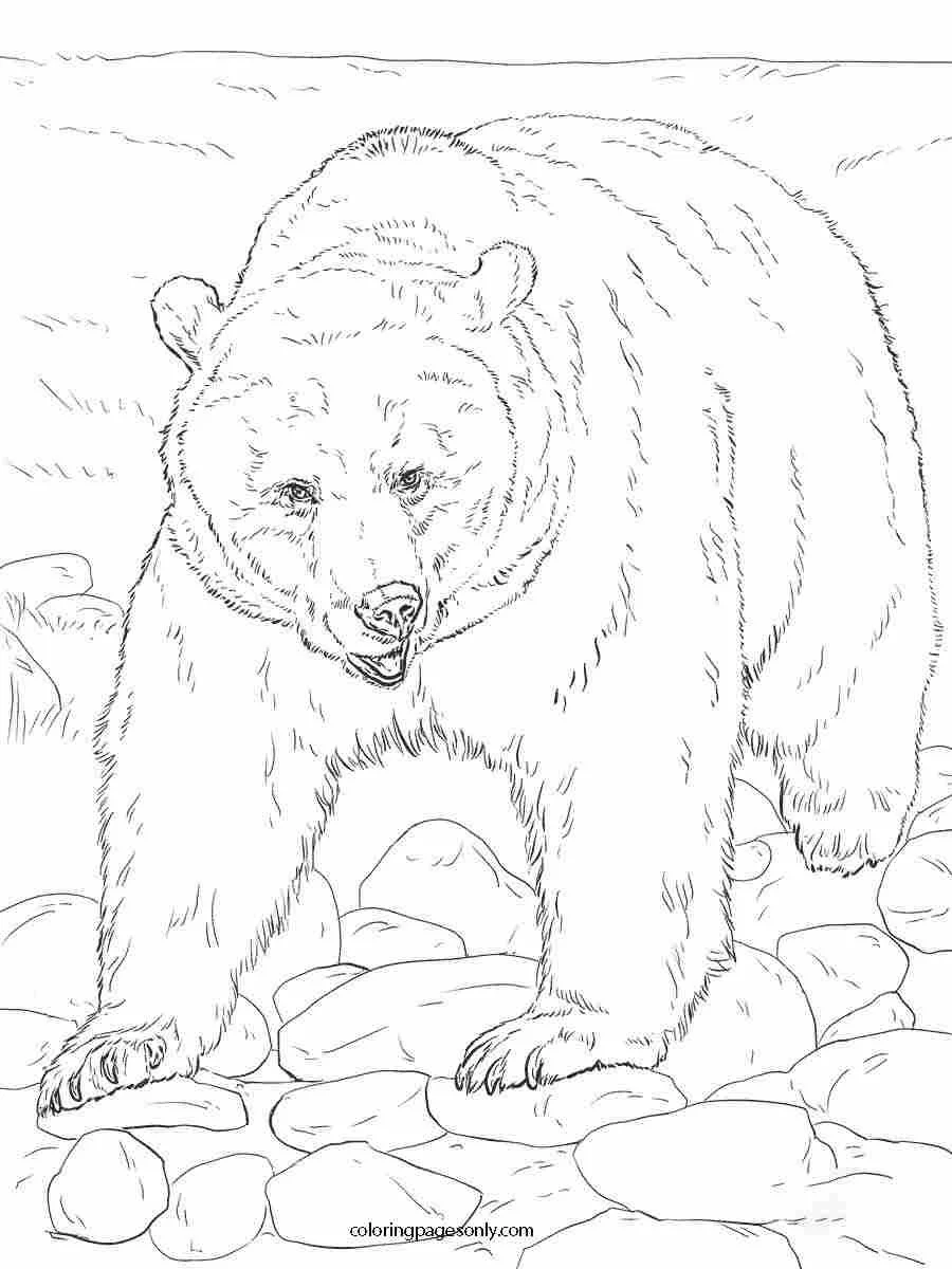 North and South poles Coloring Pages 40