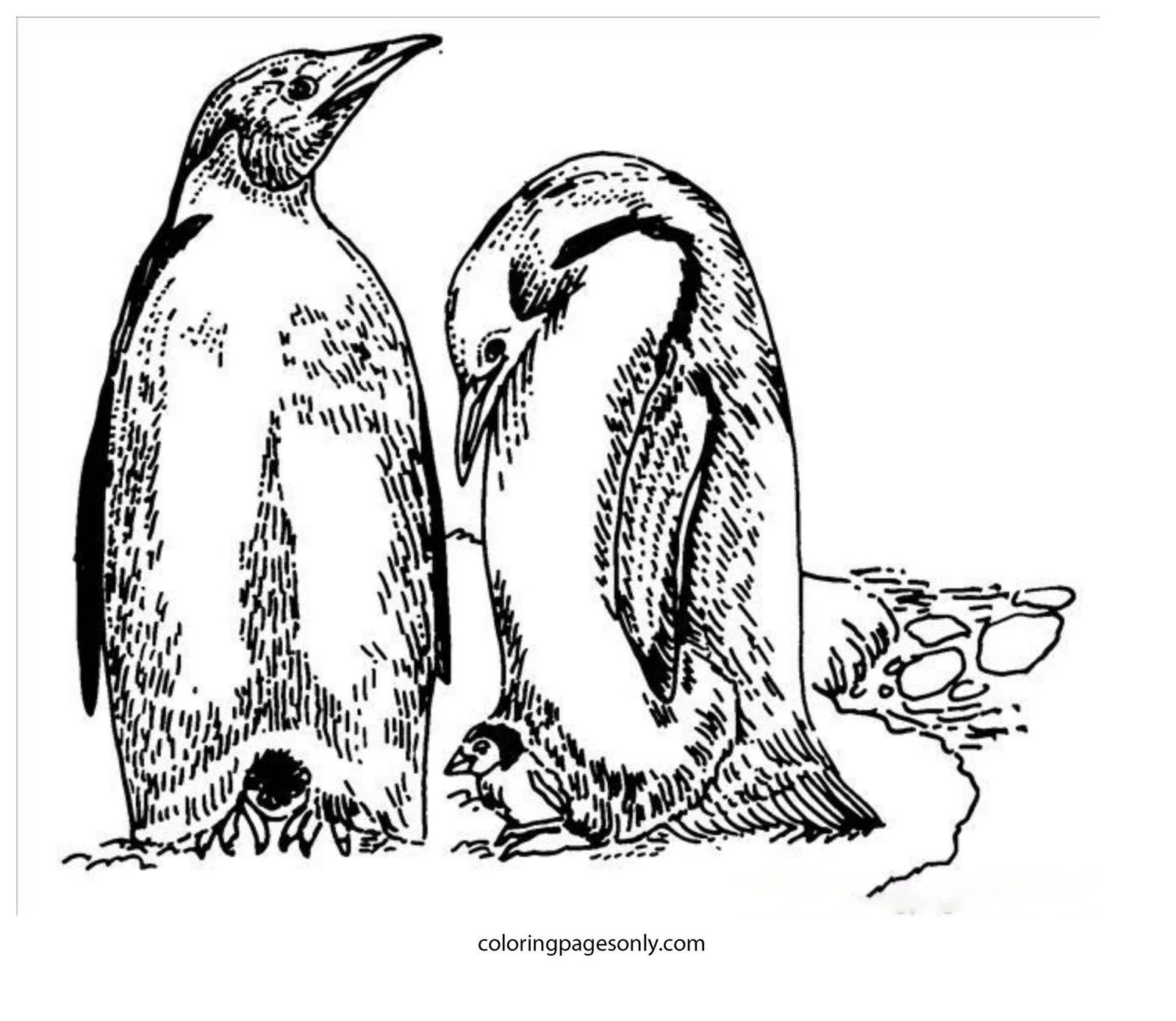 North and South poles Coloring Pages 47