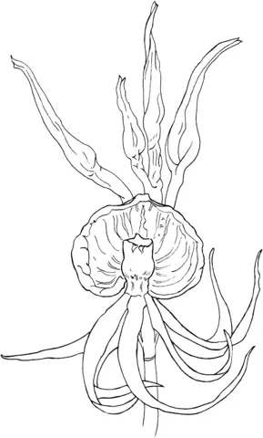 Orchid Coloring Pages 15