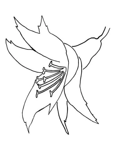 Orchid Coloring Pages 18