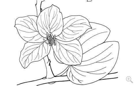 Orchid Coloring Pages 2