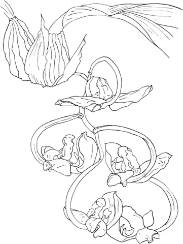 Orchid Coloring Pages 24