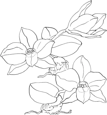 Orchid Coloring Pages 36