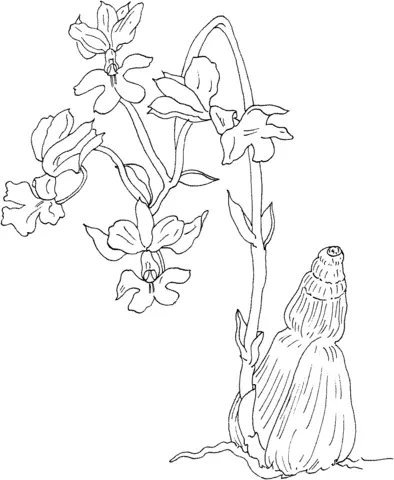 Orchid Coloring Pages 38