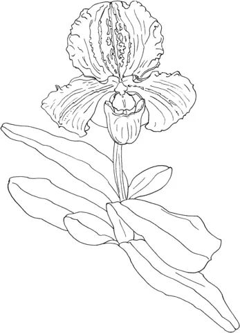 Orchid Coloring Pages 48